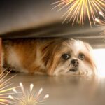 How to Safeguard Your Little Friends’ Paws During a Fireworks Event?