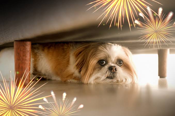 How to Safeguard Your Little Friends’ Paws During a Fireworks Event?