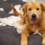 Puppy-Proofing Your Home to Care for Your Pet Puppy Indoors? Check These Tips!