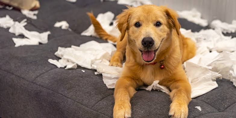 Puppy-Proofing Your Home to Care for Your Pet Puppy Indoors? Check These Tips!