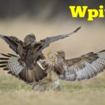 Wpit18.com