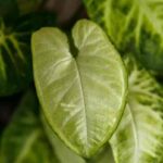 Caring for White Butterfly Syngonium Plant