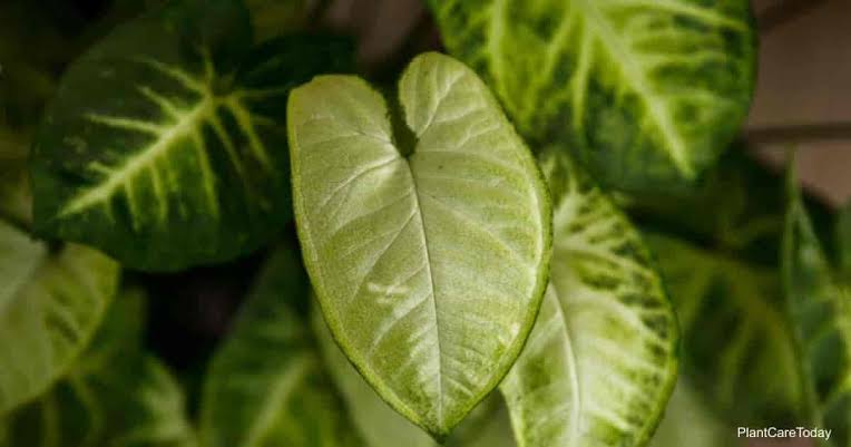 Caring for White Butterfly Syngonium Plant
