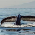 Blue Whale