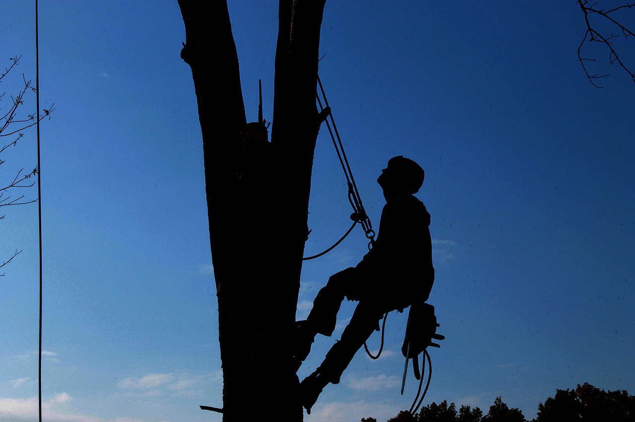 A Safety Checklist for Your Tree Service Business