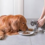 Can Your Cats Eat Dog Food?