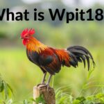 Facts of Wpit18