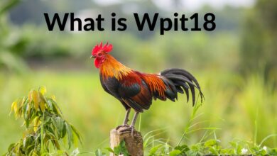 Facts of Wpit18