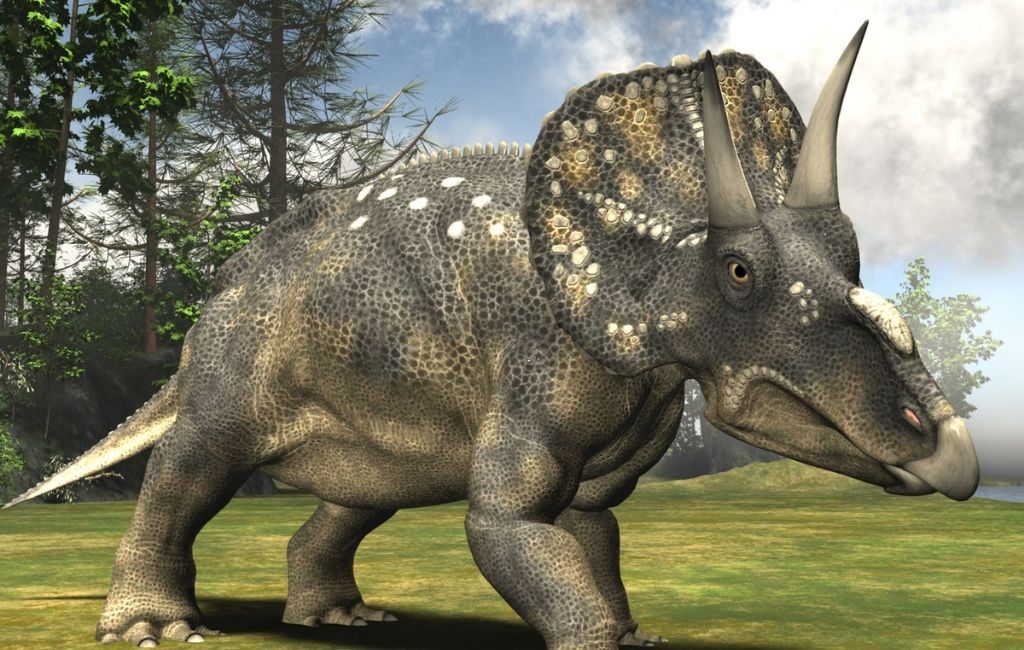 Triceratops